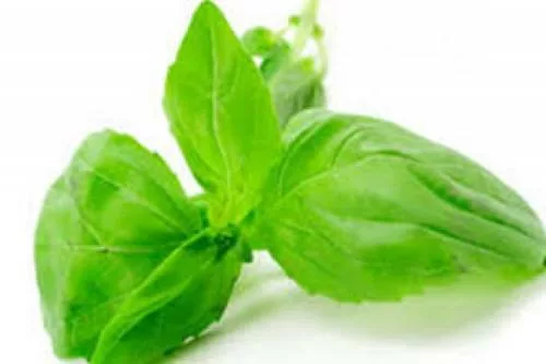 albahaca