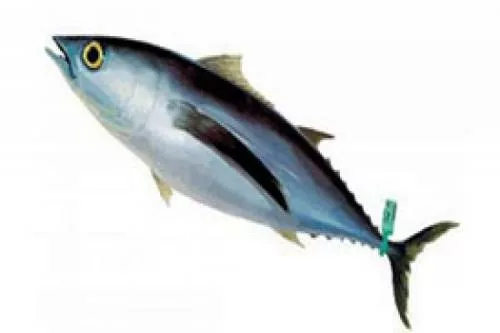 bonito-del-norte