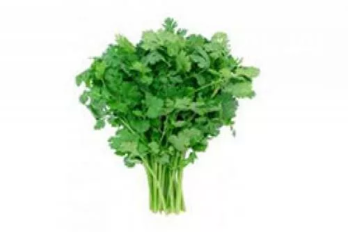 cilantro2