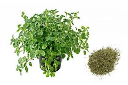 oregano2